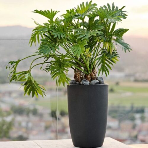 Ukrasna tegla za cvijeće Meti 74 x 50 cm antracit