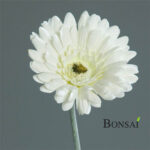 Umjetna-gerbera-bijele-boje-56cm