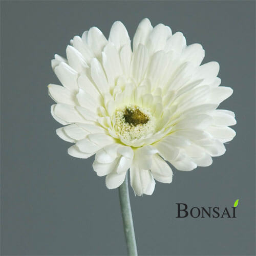 Umelá-gerbera-bielej-farby-56cm Umjetna-gerbera-bijele-boje-56cm