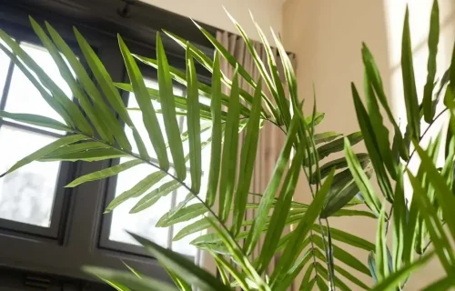 palma kentia 270 cm-1