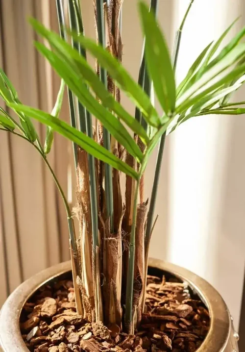 palma kentia 270 cm-1