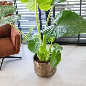 Okrasni lonec Calvin mat zlate barve š38 x v32 cm v prostoru