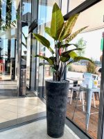 Umjetna strelicija 130 cm