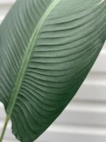 Umjetna strelicija 210 cm - 14 grana