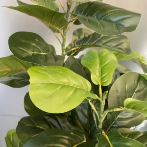 Ficus Lyrata 170 cm
