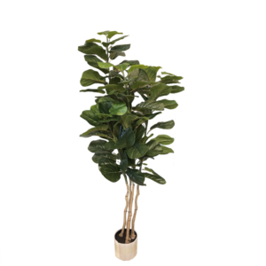 Ficus Lyrata 170 cm