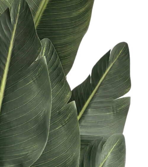 Umelá strelicia Kimberley 150 cm – realistická izbová rastlina