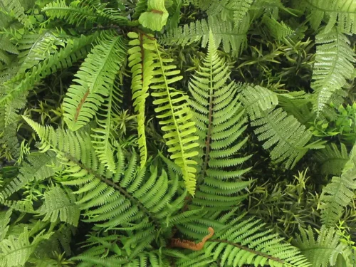 Zelená stena Madeira 50 cm x 50 cm bez UV ochrany2