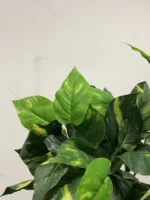 Philodendron krík UV