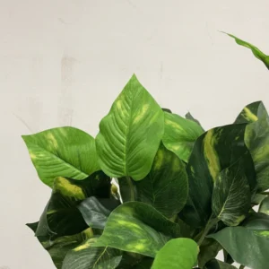 Philodendron krík UV