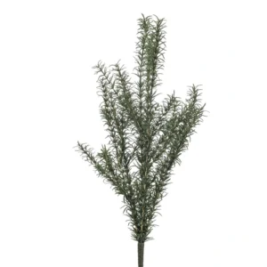 Rozmarínový krík 60 cm UV