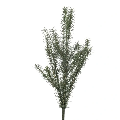 Rozmarínový krík 60 cm UV
