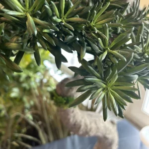 Umelý bonsaj Kjoto 90 cm s UV ochranou Umelý bonsai Kjoto 90 cm s UV ochranou