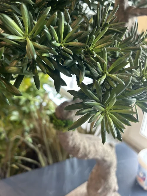 Umelý bonsaj Kjoto 90 cm s UV ochranou Umelý bonsai Kjoto 90 cm s UV ochranou