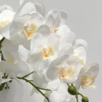 Umelá orchidea biela 80 cm Lia Real Touch Umelá orchidea biela 80 cm Lia Real Touch