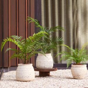 Lesná papraď UV 65