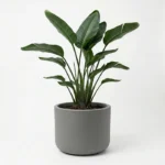 Kvetináč Pulse 50 Kvetináč Pulse 50 Tera Italy